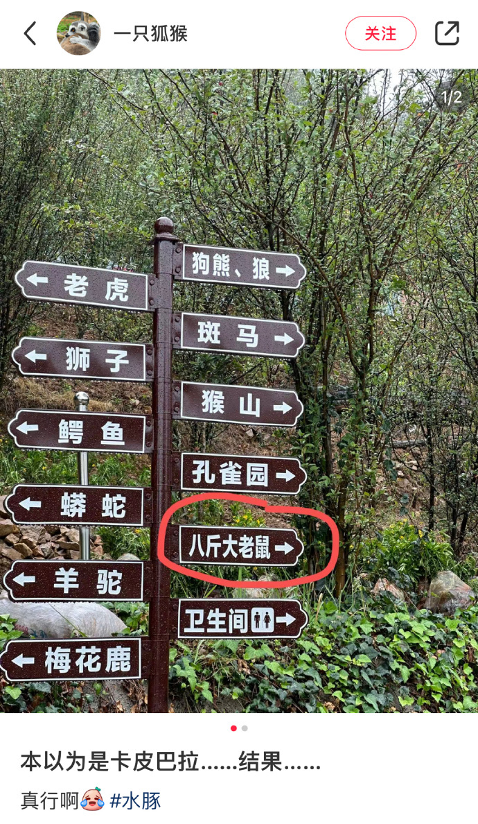 写八斤大老鼠这高低得去看看 