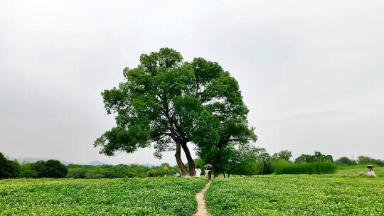 这绿，太治愈了🌳🌳🌳