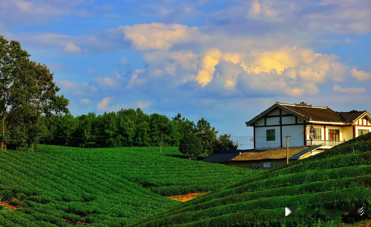?景点风光：贵州
?美食推荐：带皮牛肉
?交通住宿：自驾之旅
?当地必打卡：茶园