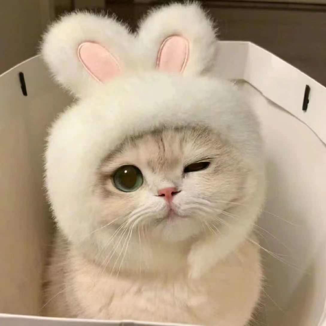 网红猫 悬赏击杀 猫猫们做错了什么，为什么要这么对待它们[泪][泪][泪] ​​