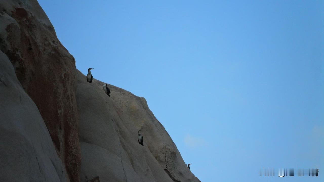 中国东海海岛风光：悬崖上的海鸟！