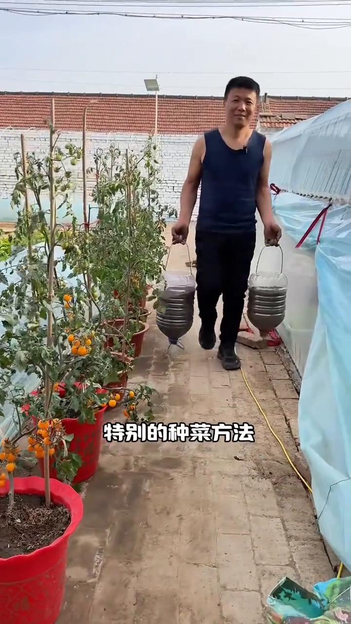 水桶种植西红柿、茄子、辣椒小技巧。
今天给大家分享一个特别的种菜方法，用油桶倒着