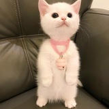 小莓爱品影视剧
