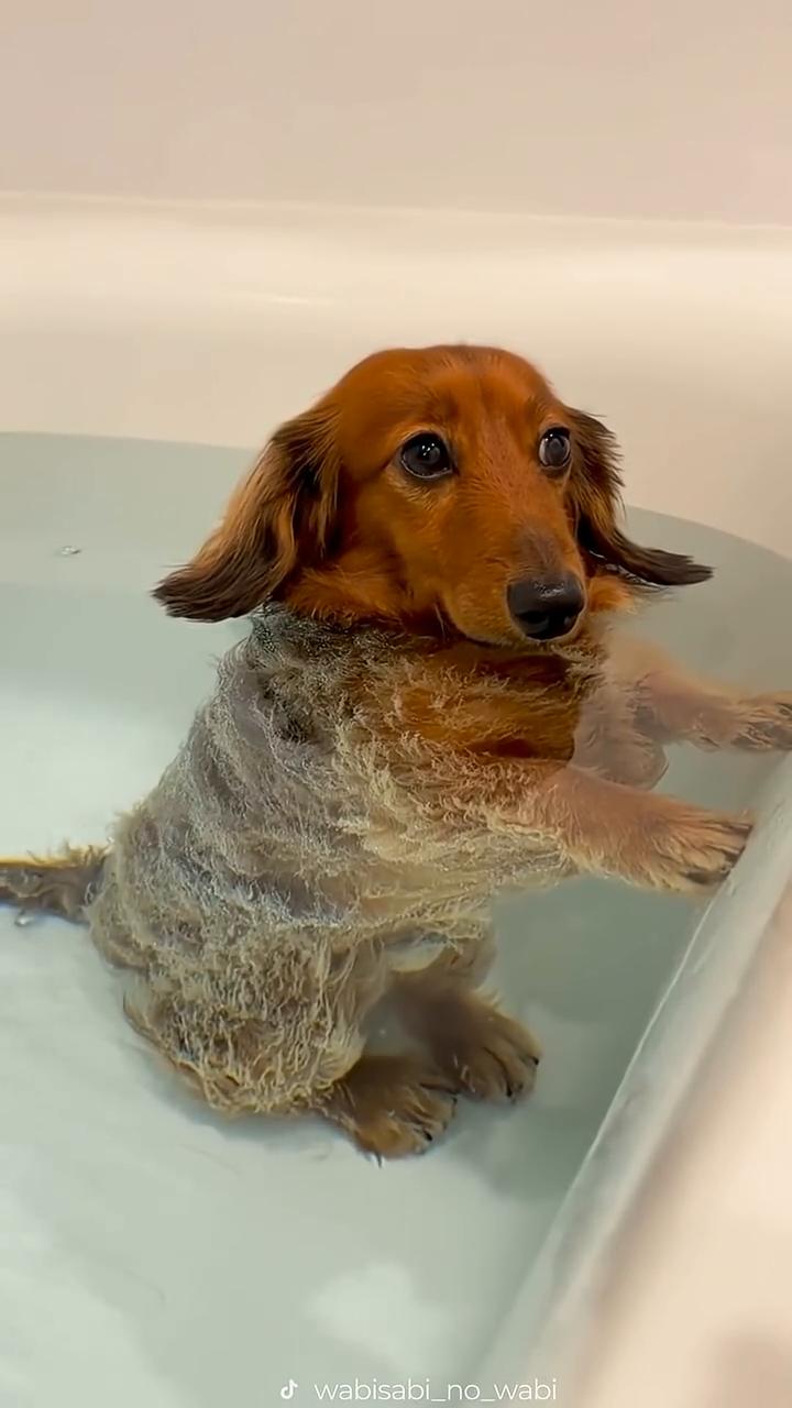 This Dachshund keeps farting in the tub.