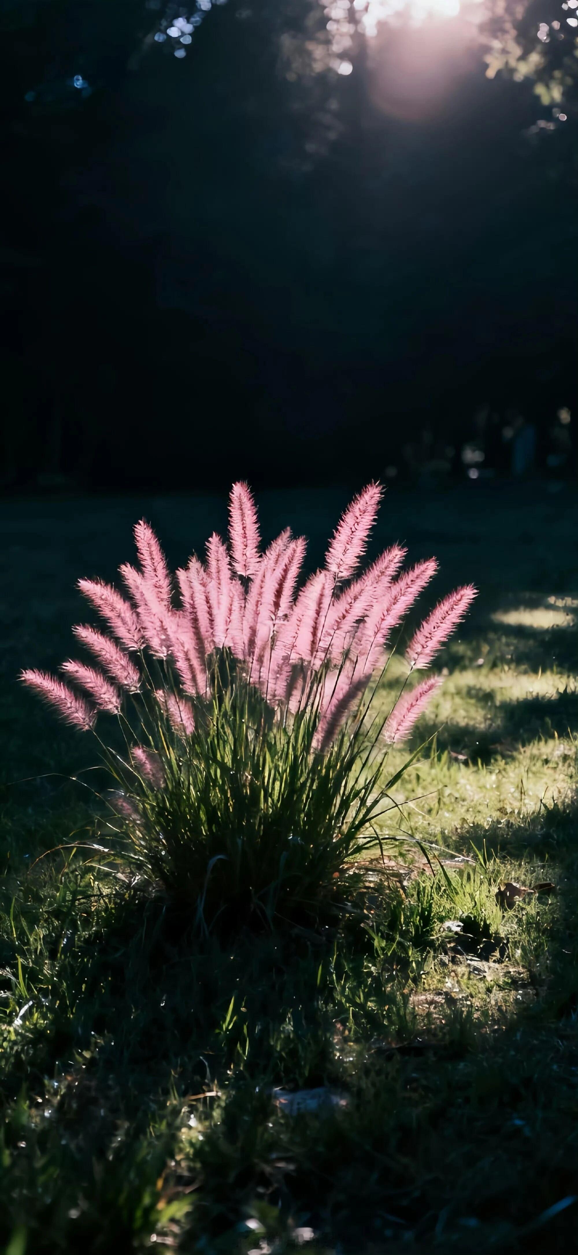 他有一个特别喜欢的人，喜欢到不想让对方藏在黑暗里。早安