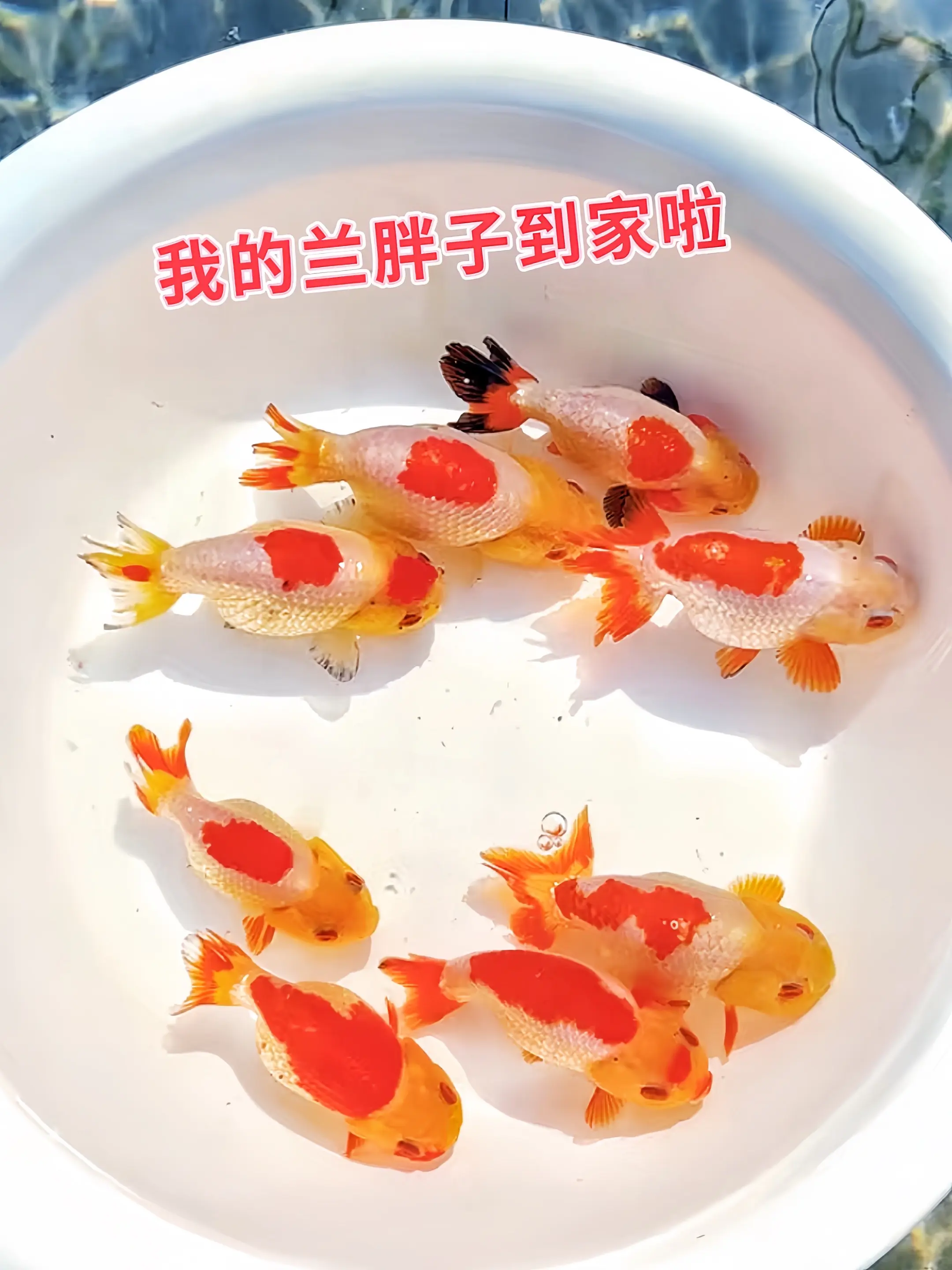 兰寿金鱼以圆润如球的身形、褶皱堆叠的头瘤惊艳亮相，游动时憨态可掬，静立...