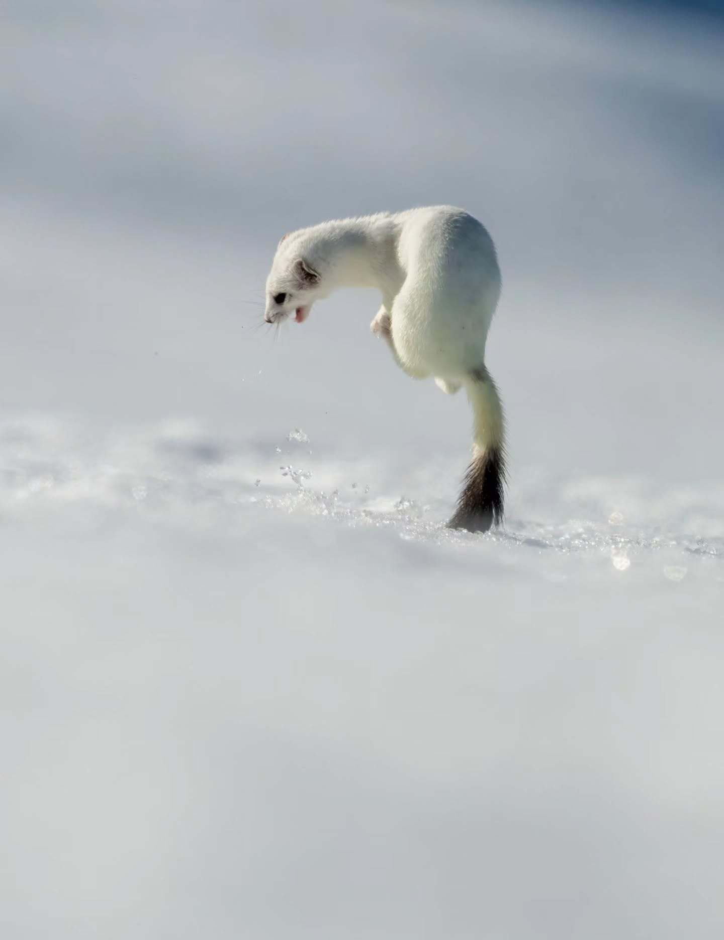 经典保留项目，鼬条发疯【ins：wildlife_steve_photo】 