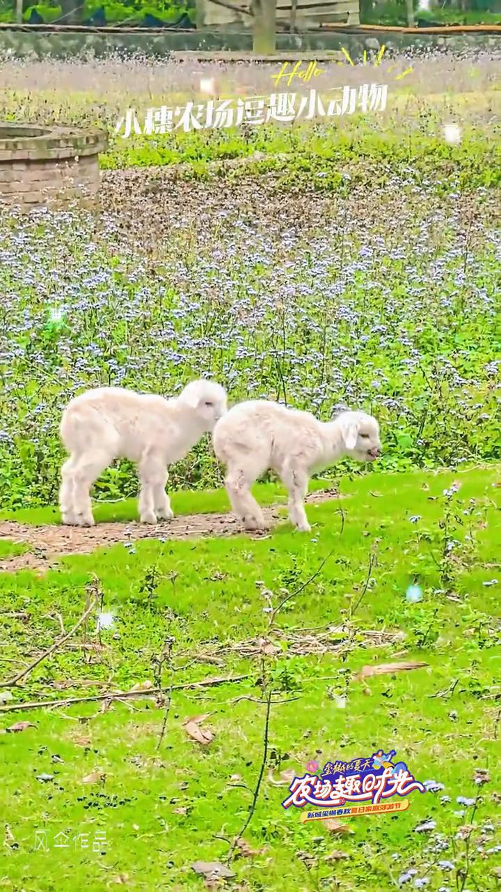 小穗农场逗趣小动物。
农翅趣时光。