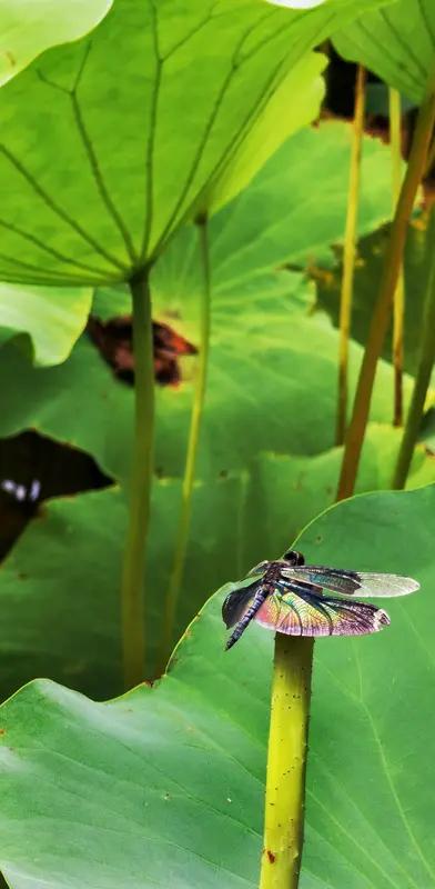 上句：蝶舞花香春色艳，求下句蝉鸣荷丽夏景娇。