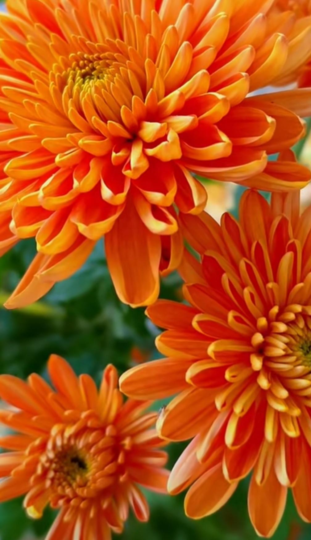 菊花图片分享可能最多18张