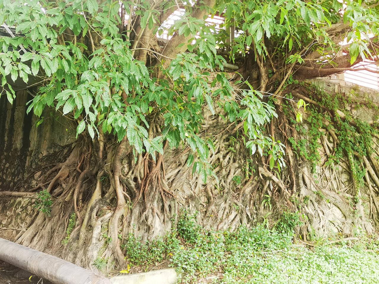 晨起锻炼时，看到公园旁两棵裸露树根的大树，很有感叹。

两棵树的树根部分暴露在外