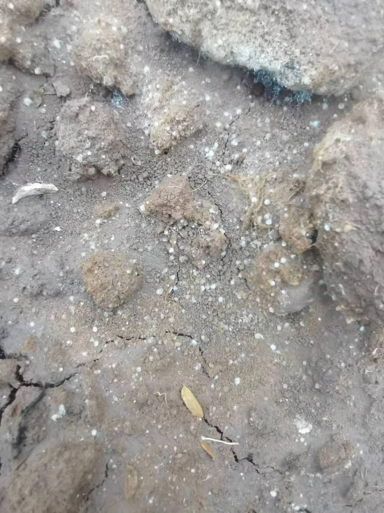 农场供种金堂种植户传来照片，栽培种播种31天原基大量冒尖，咨询我可以催水了吗？评