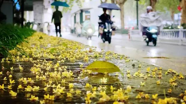 桂花香满街头路，
秋雨轻盈落片浮。
风吹细雨随意舞，
月照残花映夜愁。

层层桂