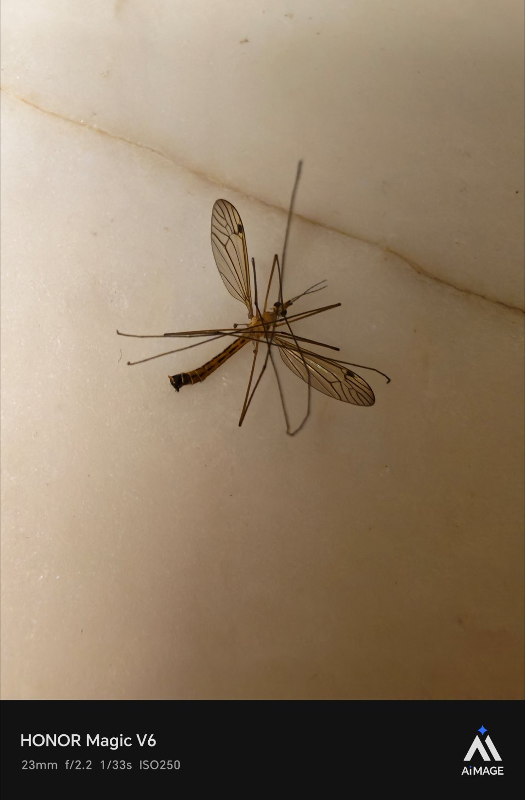 都说南方的蚊子大，到底有多大？ 