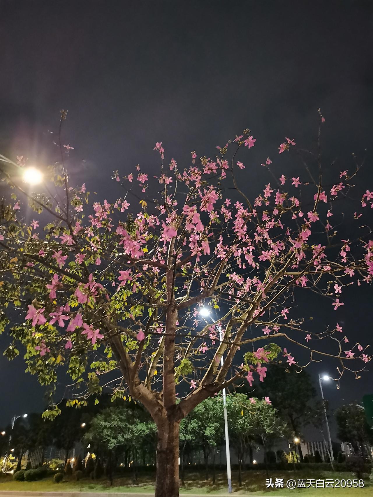 姑姑家的孙子谈了个女朋友，还没结婚，女孩病了，看病住院花了几万元了，全部姑姑的孙