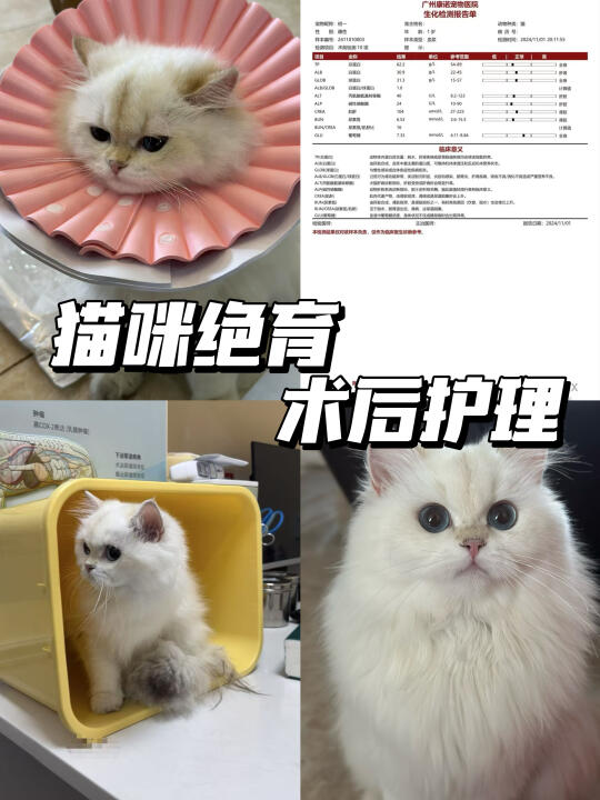 母猫绝育护理分享