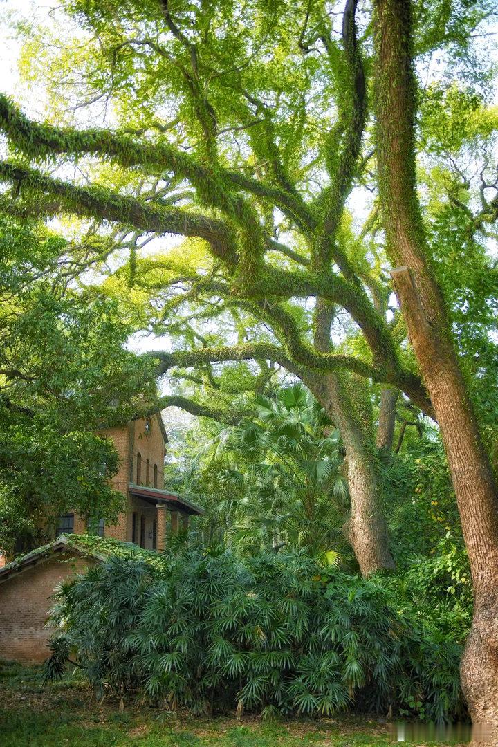 中山大学的香樟 南京