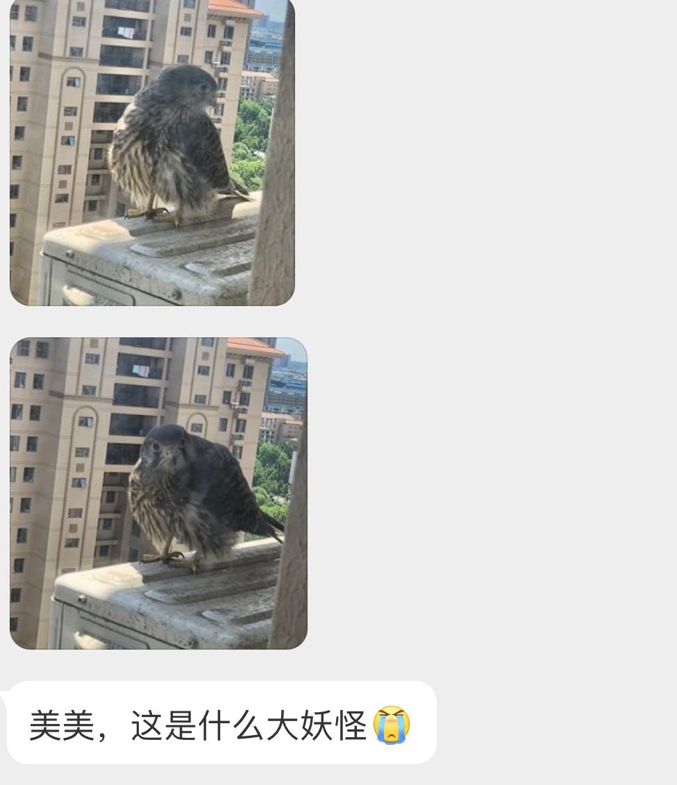 窗外的胖红隼😈它在看你哎👀 ​​​