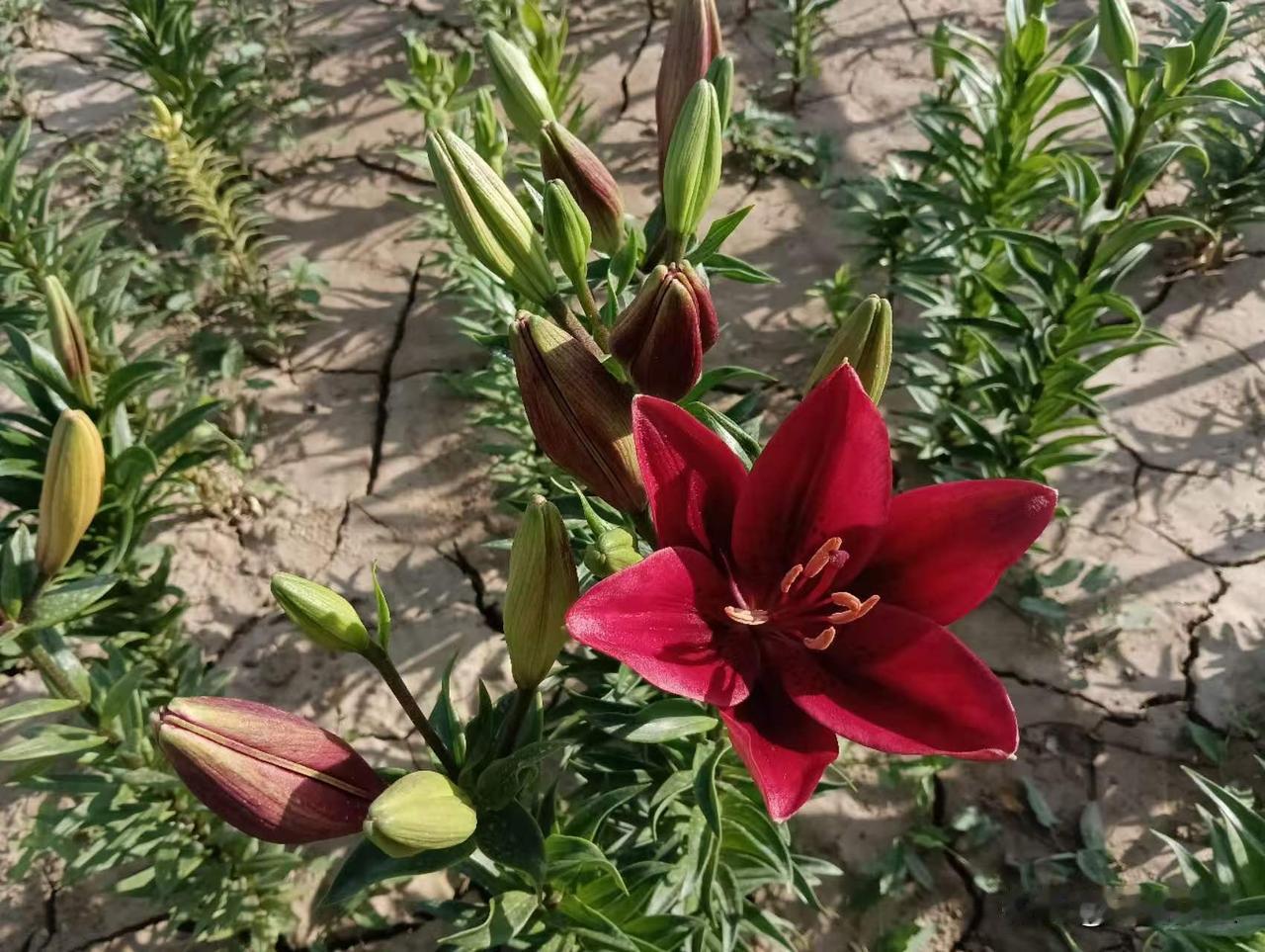 林梢一点风微起，吹作人间百合香。兰州黄河岸畔的百合花开了，为炎夏金城平添一抹绚丽