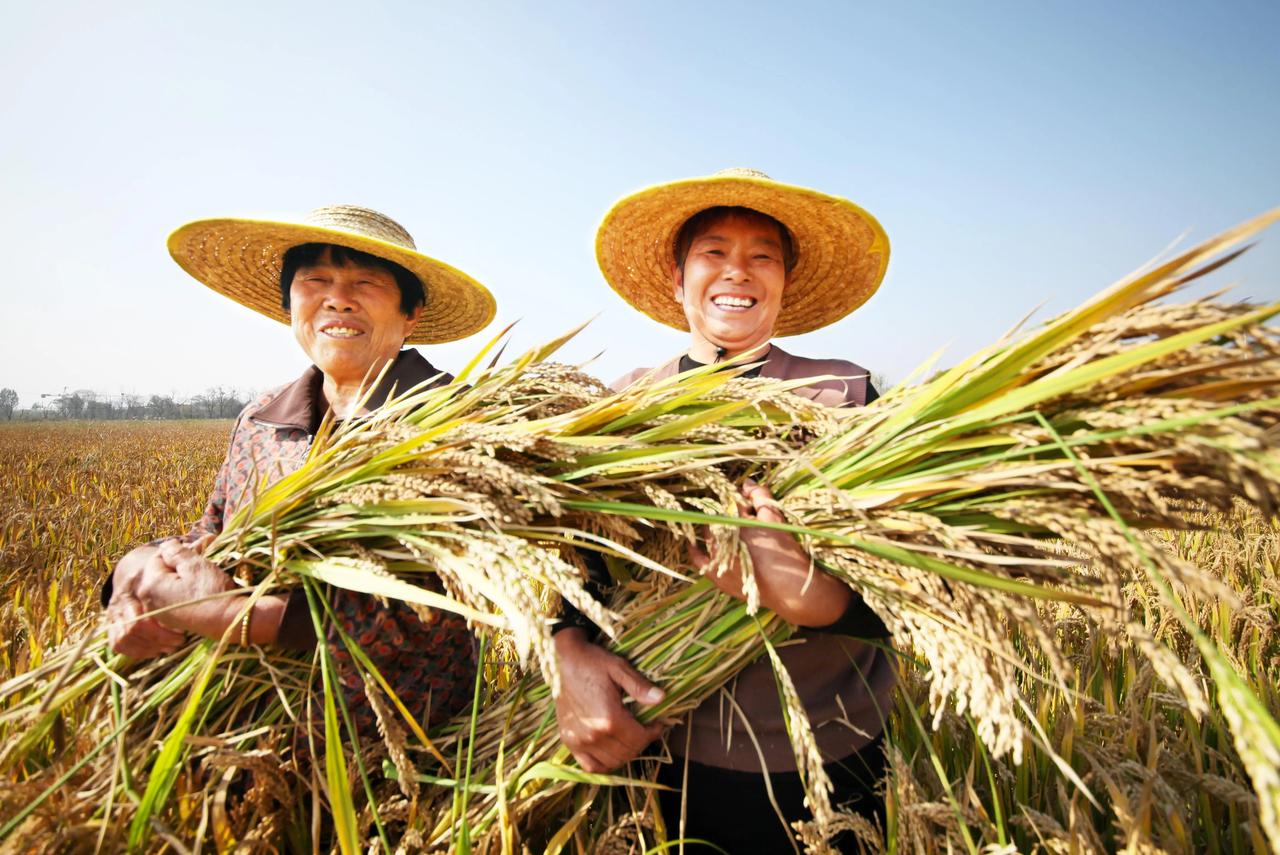 我国粮食能够自给，为啥还要进口？我国水稻、小麦自给率超过100%，国内产量充足，