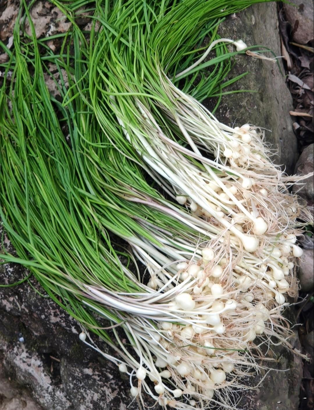 在春季上市的众多野菜中，野蒜和野葱是最受消费者欢迎的，市场价格也比其他野菜高。