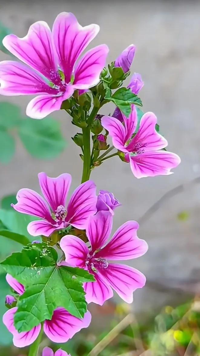 花
 
幽芳生野径，寂寞自妍开。
瘦影摇风处，清香伴月来。
素颜羞粉黛，翠叶护灵