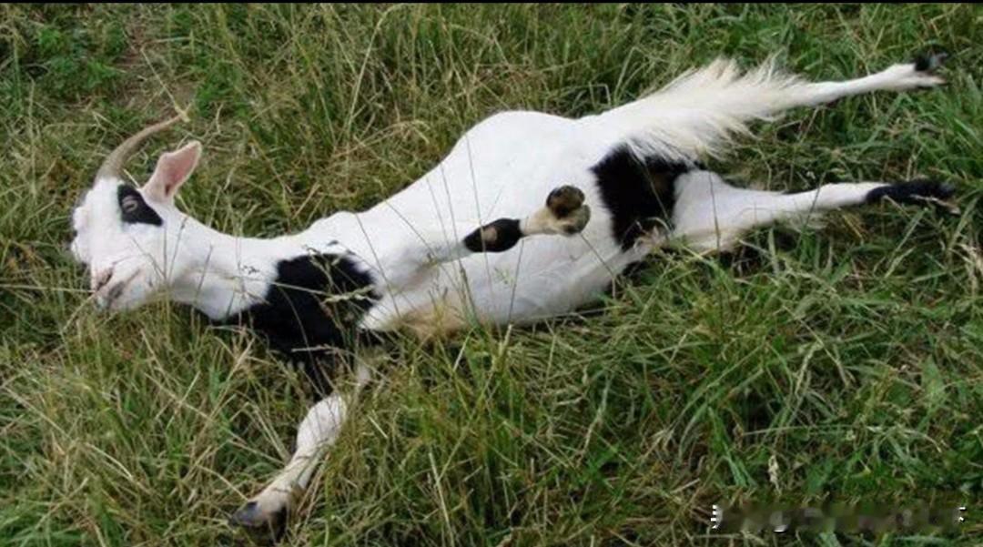 #宁夏装死小羊身价暴涨至30万#
晕倒羊是美洲的特有羊种，因其患有先天性肌强直症