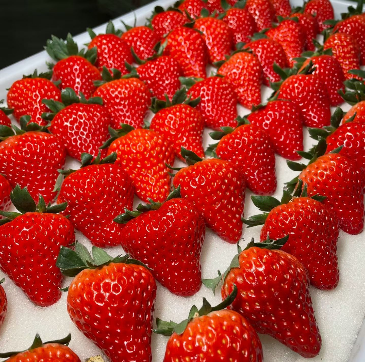 大草莓🍓🍓🍓🍓🍓🍓🍓🍓🍓好吃😋😋😋😋😋吧唧吧唧，干完