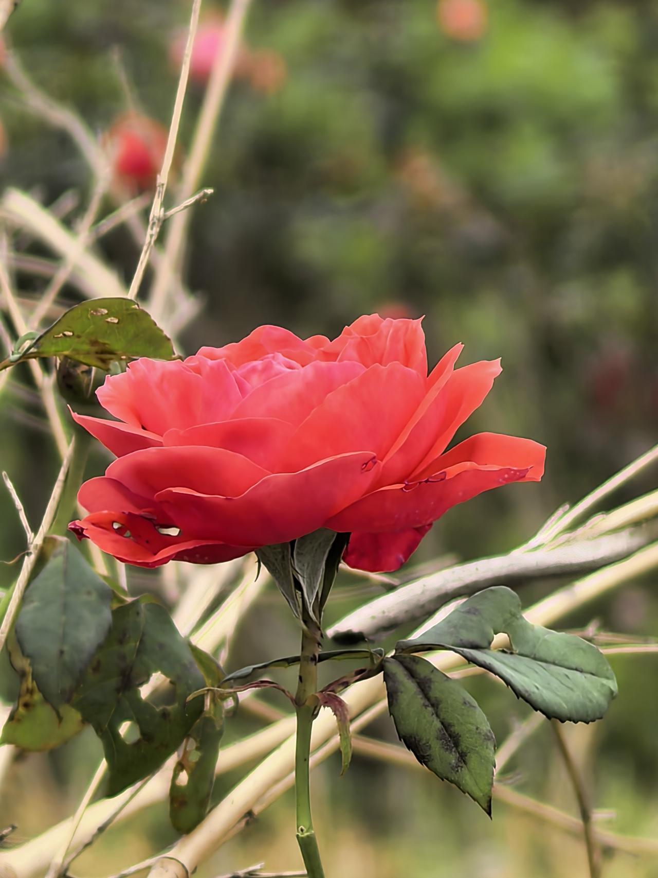 花开正当时