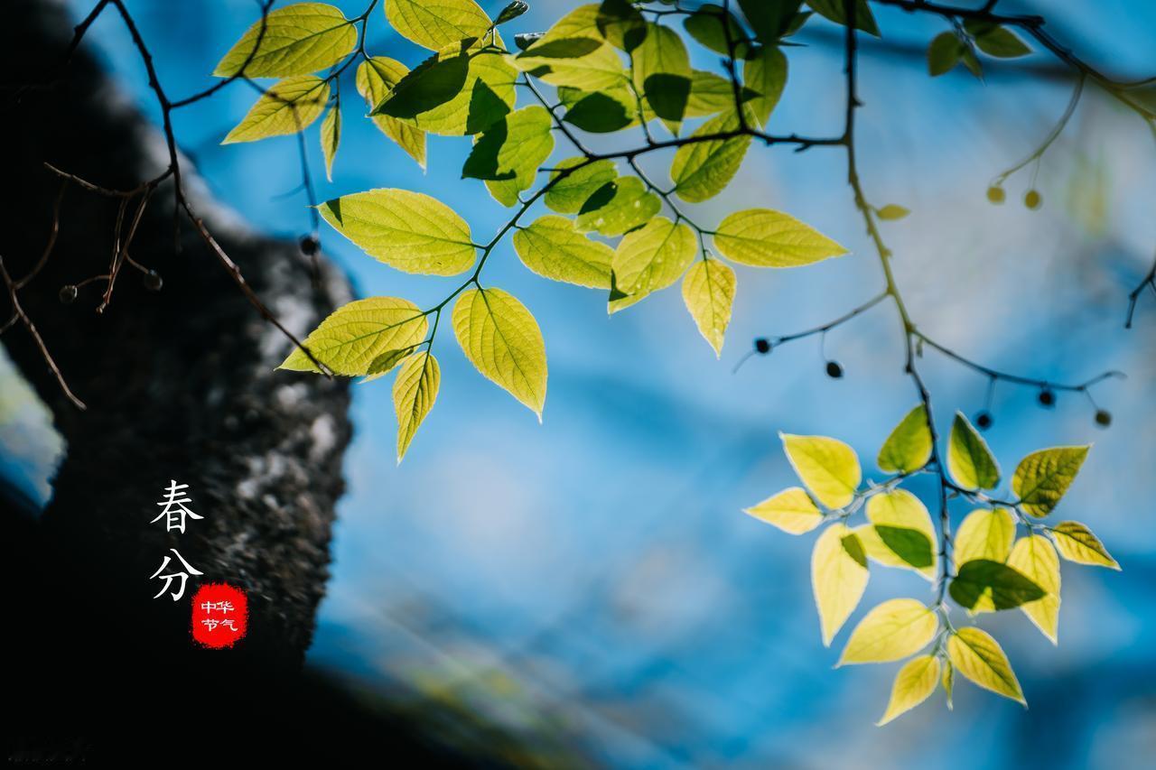 3月20日，是春分节气。这一天，天地达到了平衡的状态，白天与黑夜等长，各12小时