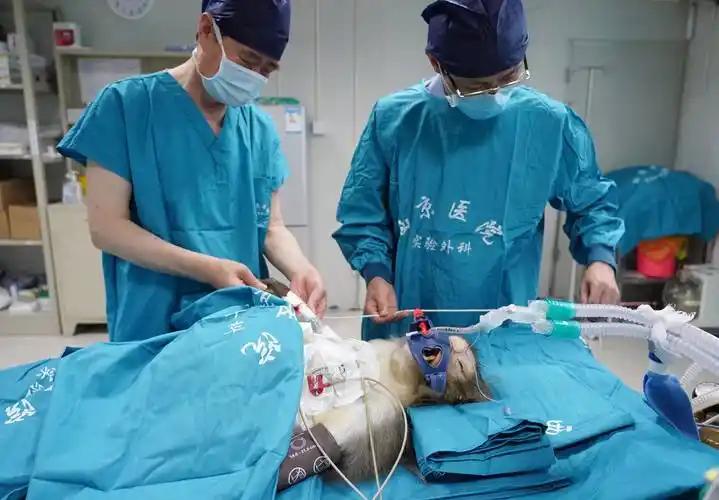 陈刚团队真的牛炸了！华中科技大学同济医学院附属同济医院陈刚教授团队在异种移植研究