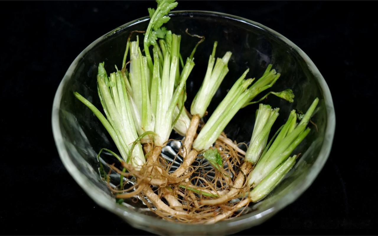 香菜根，怎么做能好吃