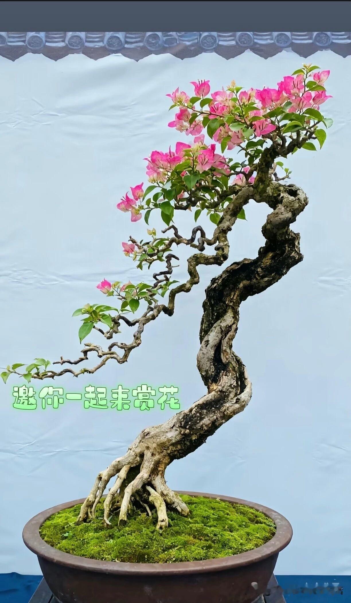 河南省共有21个县级市，其中除济源市由省直管外，其余20个均由各省辖市代管。在2