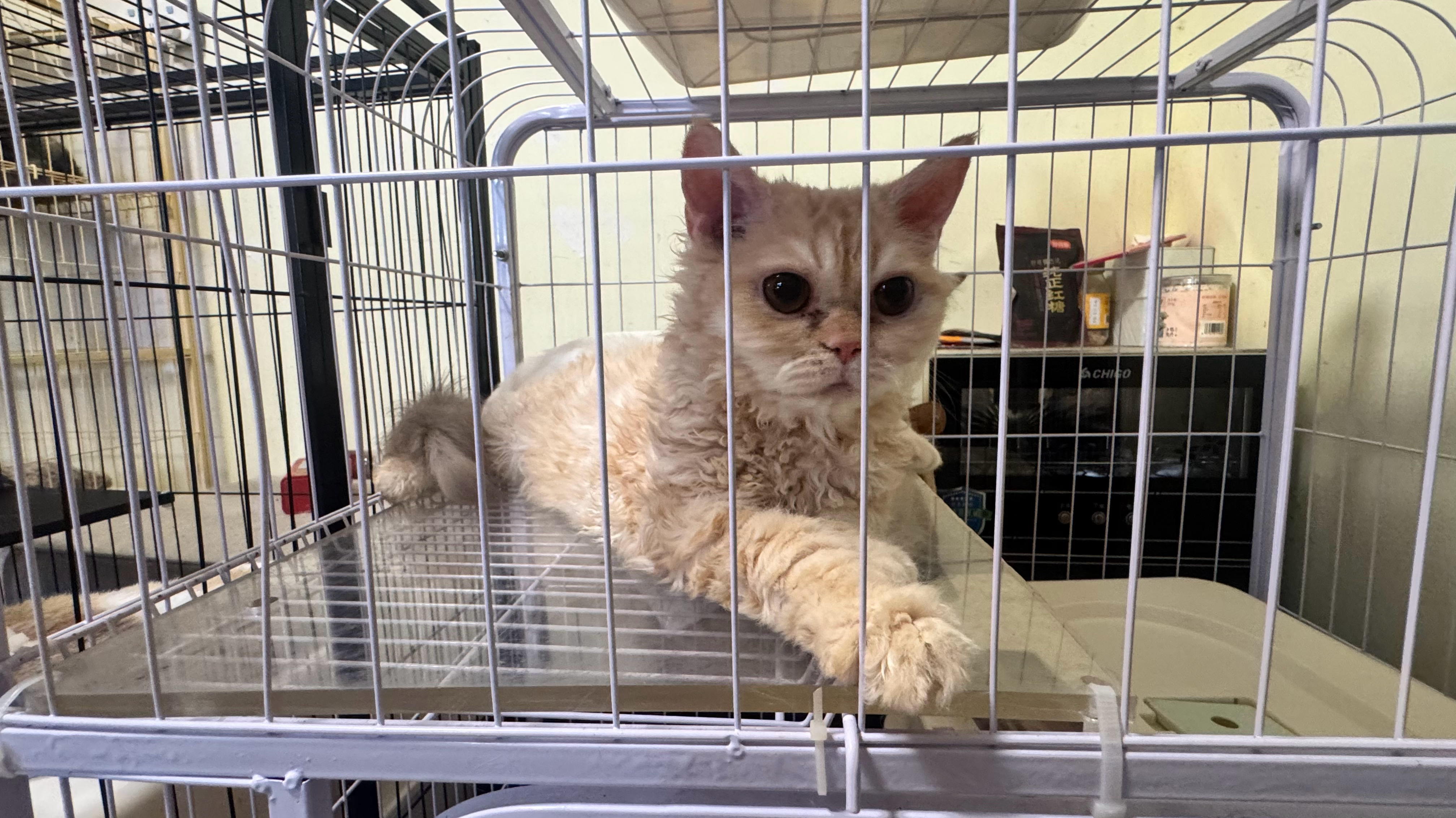 谁懂爱猫人士的快乐😃 
