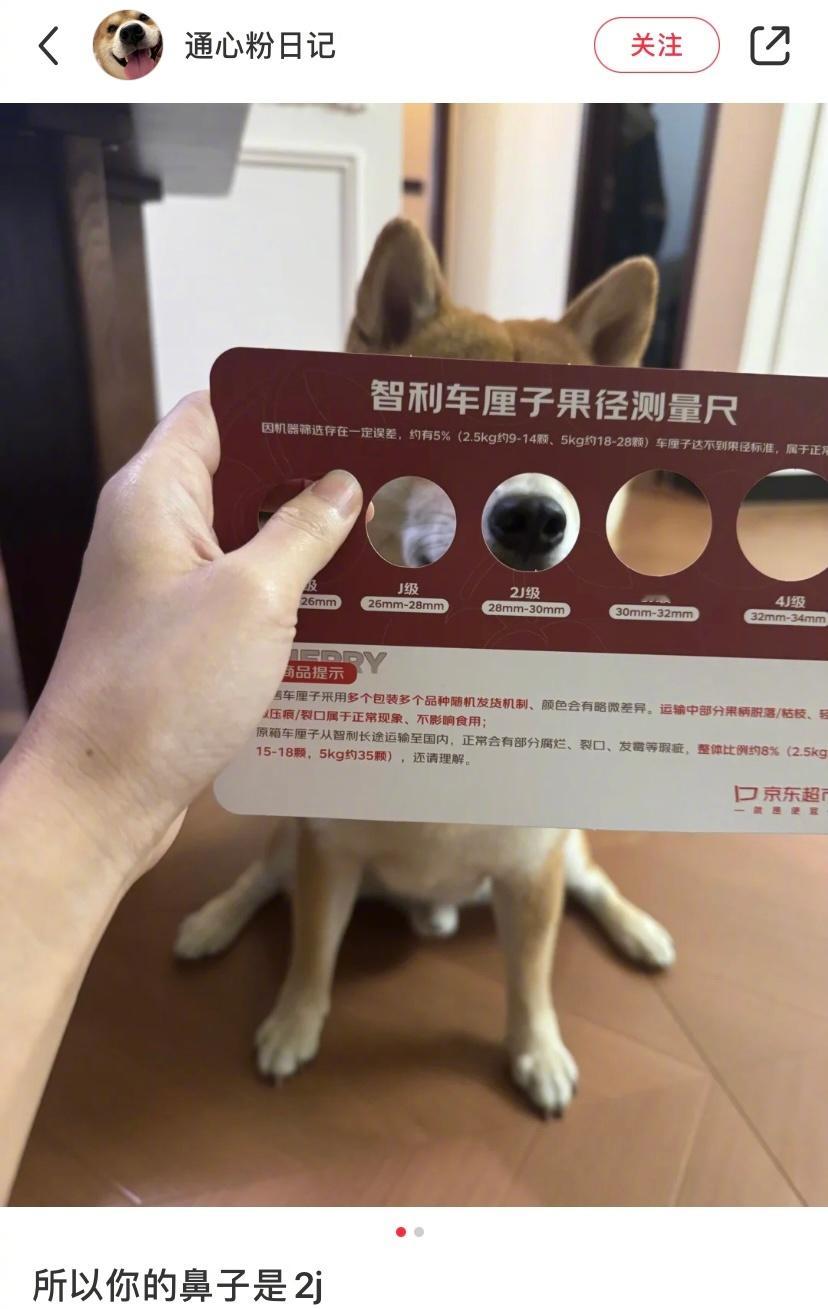 一只2j鼻的柴犬 