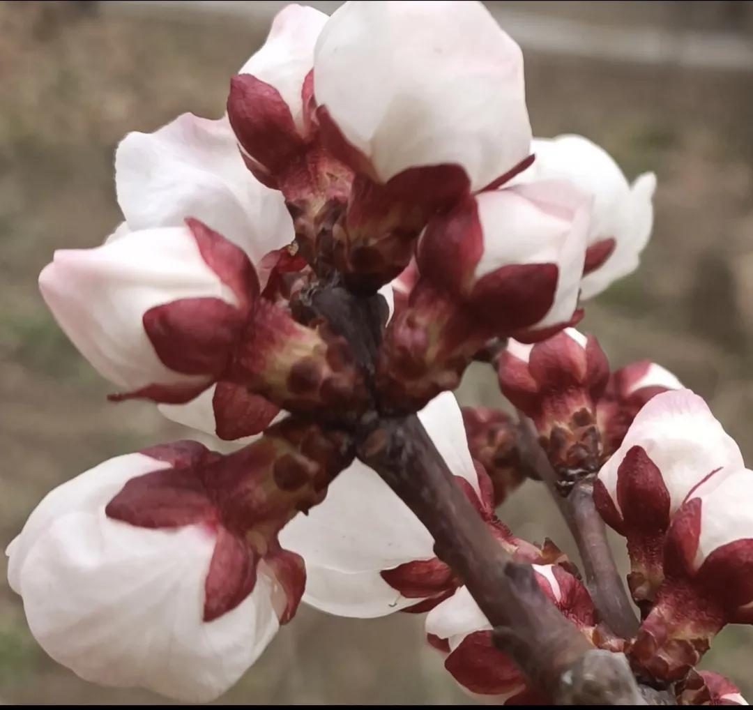 老叔头拍摄的花，和朋友们一起分享！