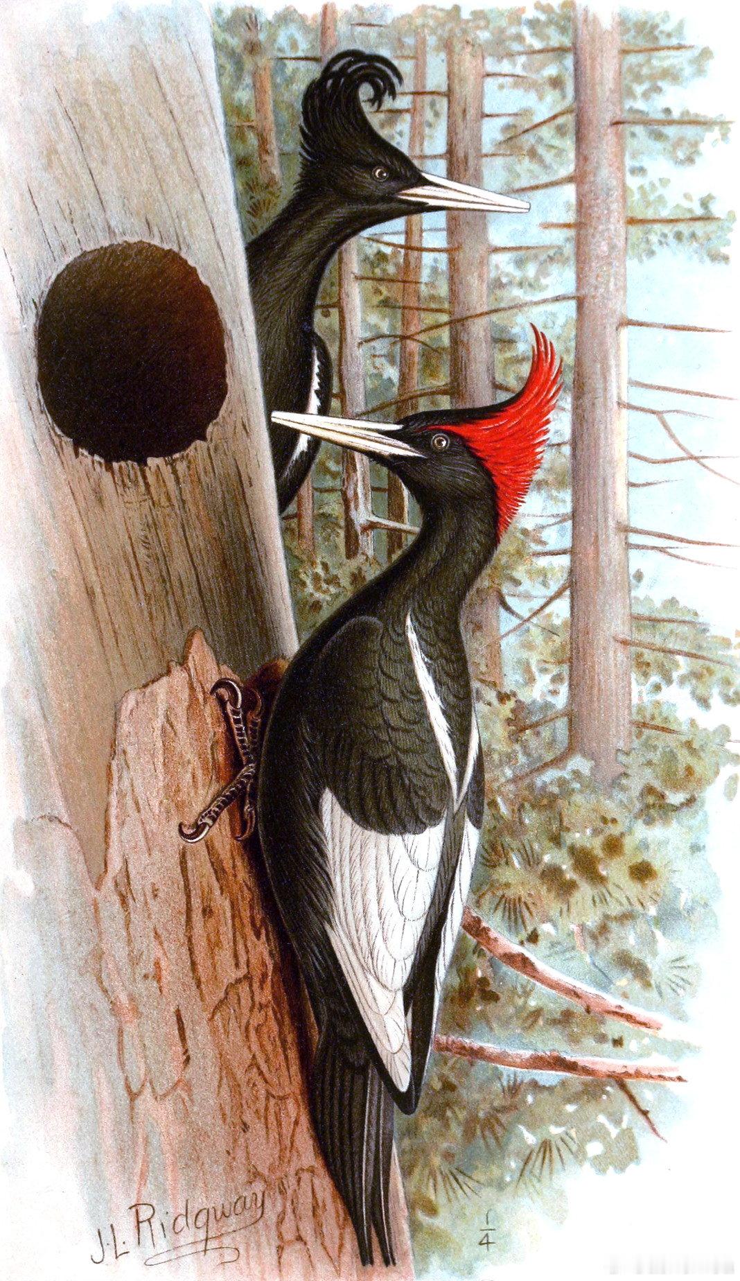 #西洋历史文化鱼缸[超话]# 美国插画家John L. Ridgway（1859