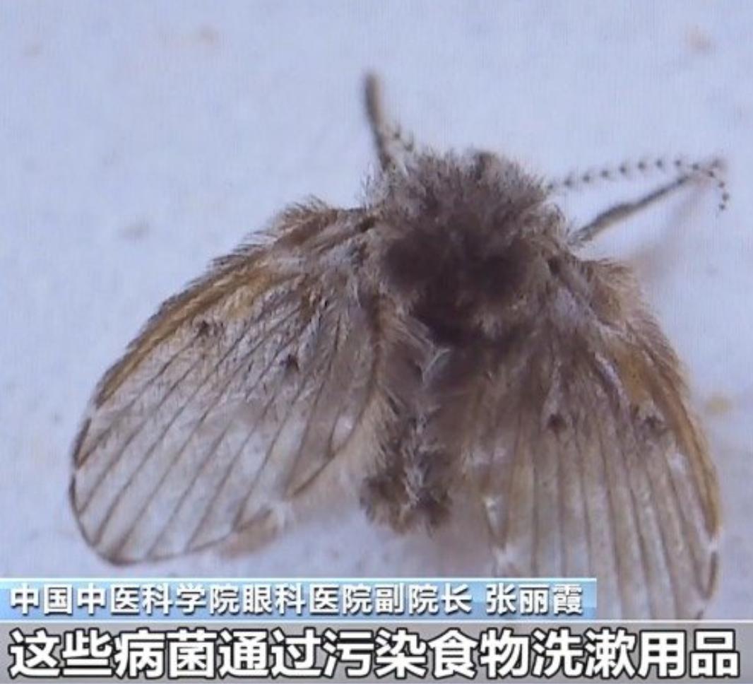 这种黑色小飞虫是移动病菌库

卫生间常见的黑色小飞虫学名叫蛾蚋，浑身布满细毛，长