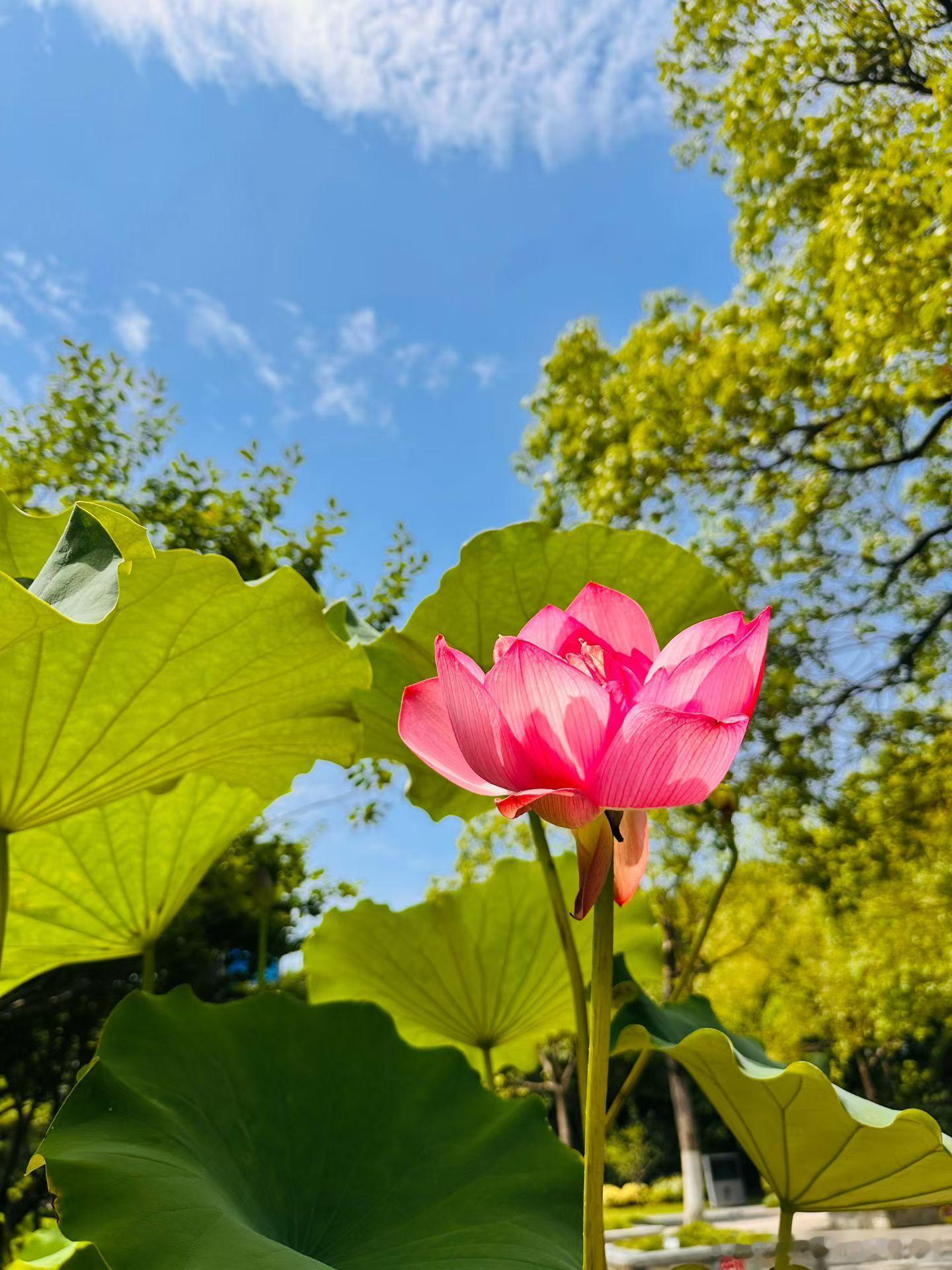 早安。这两天回老家没休息好。回来后昨晚早早就睡了。一觉睡到六点多。爽。 