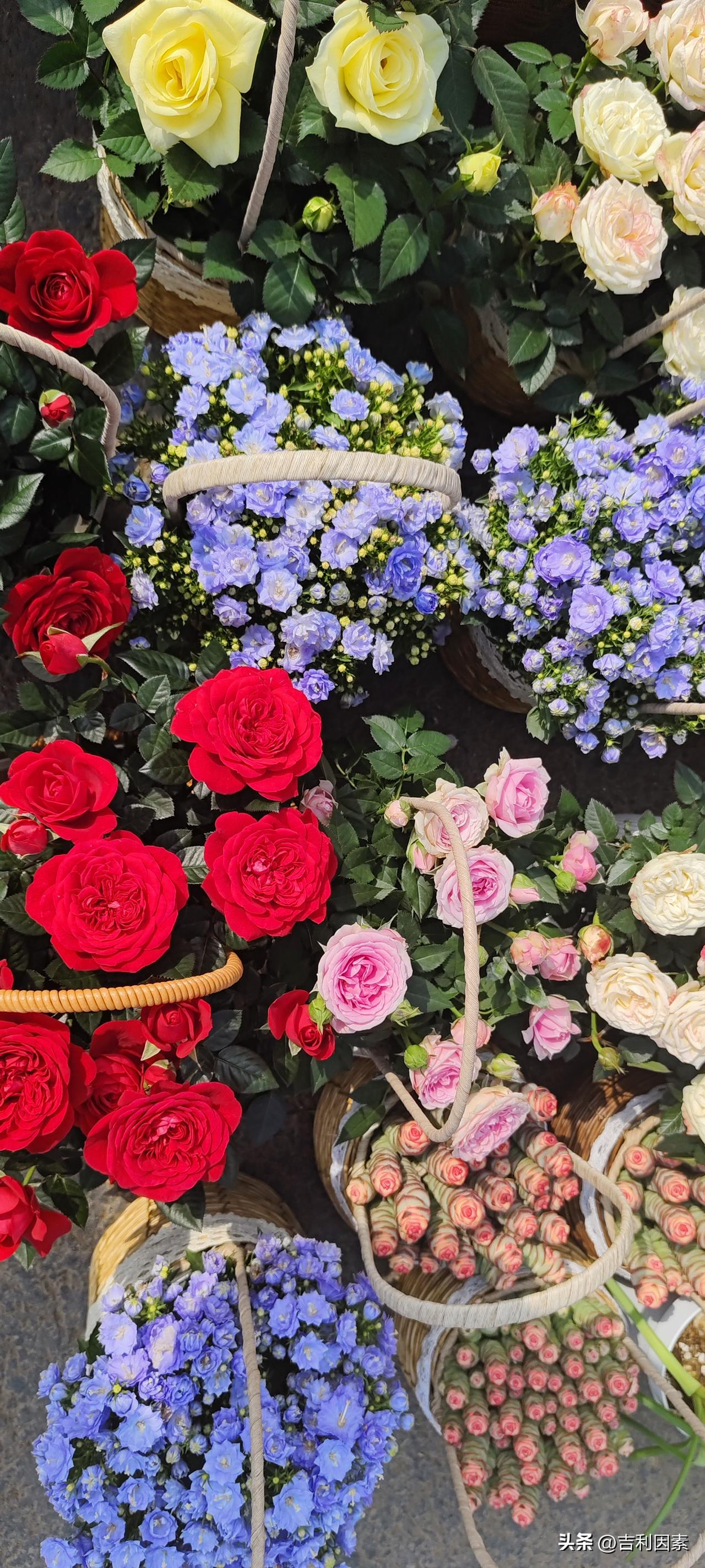 在金汇路，有一个以销售鲜花和各种鸟雀金鱼的花鸟市场。过去我去过这里无数次，买过鱼