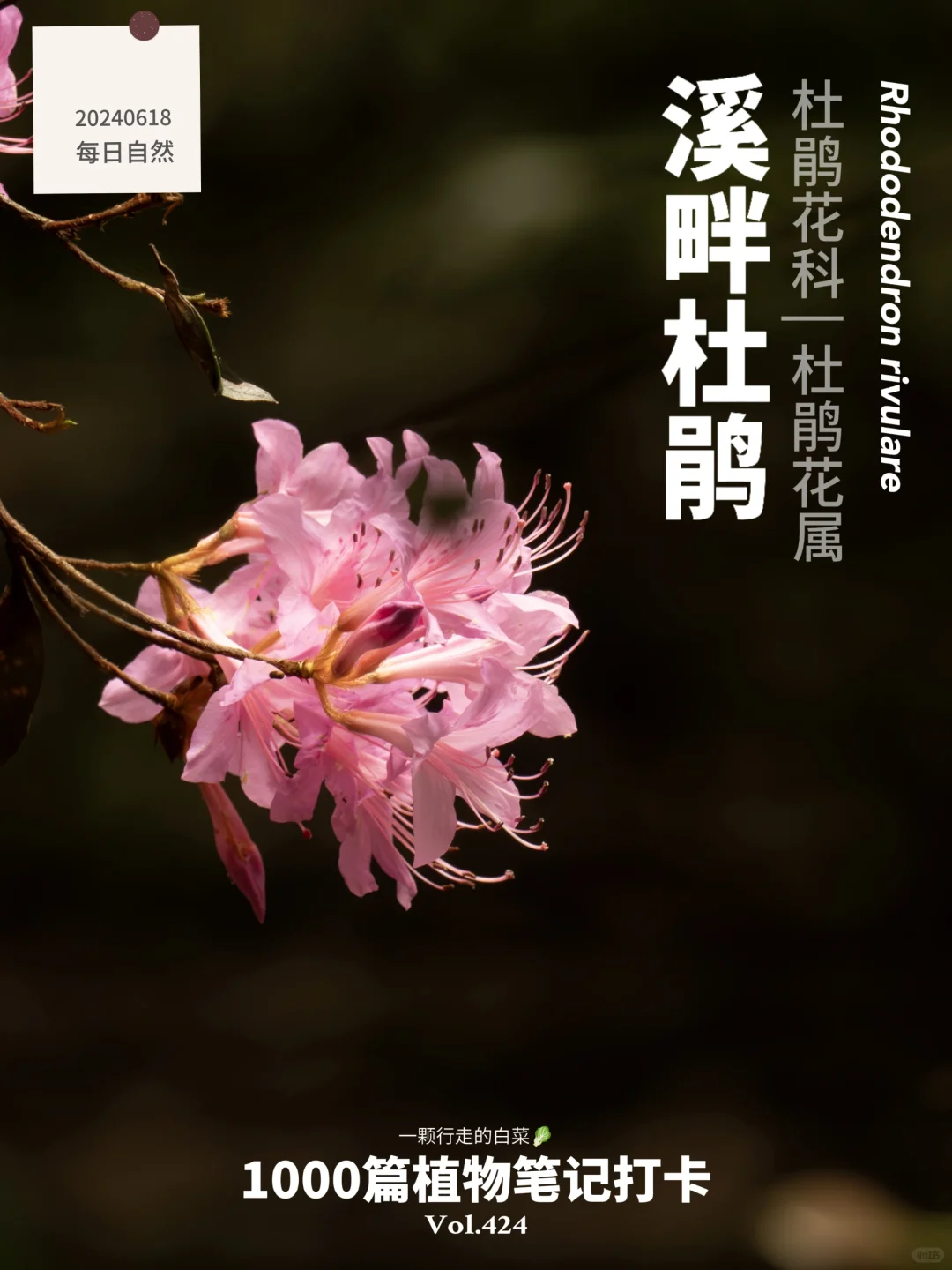 植物笔记424 | 邂逅溪畔杜鹃的浪漫时光