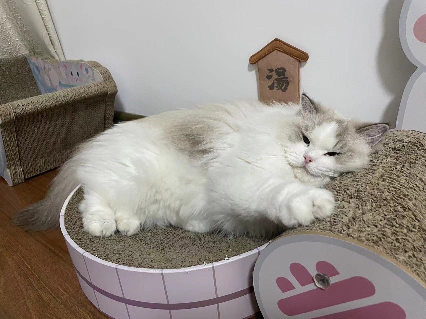 我的退役家长怎么养猫都那么厉害，天仙妈妈养回了颜值巅峰，天仙太太太美了（家长） 
