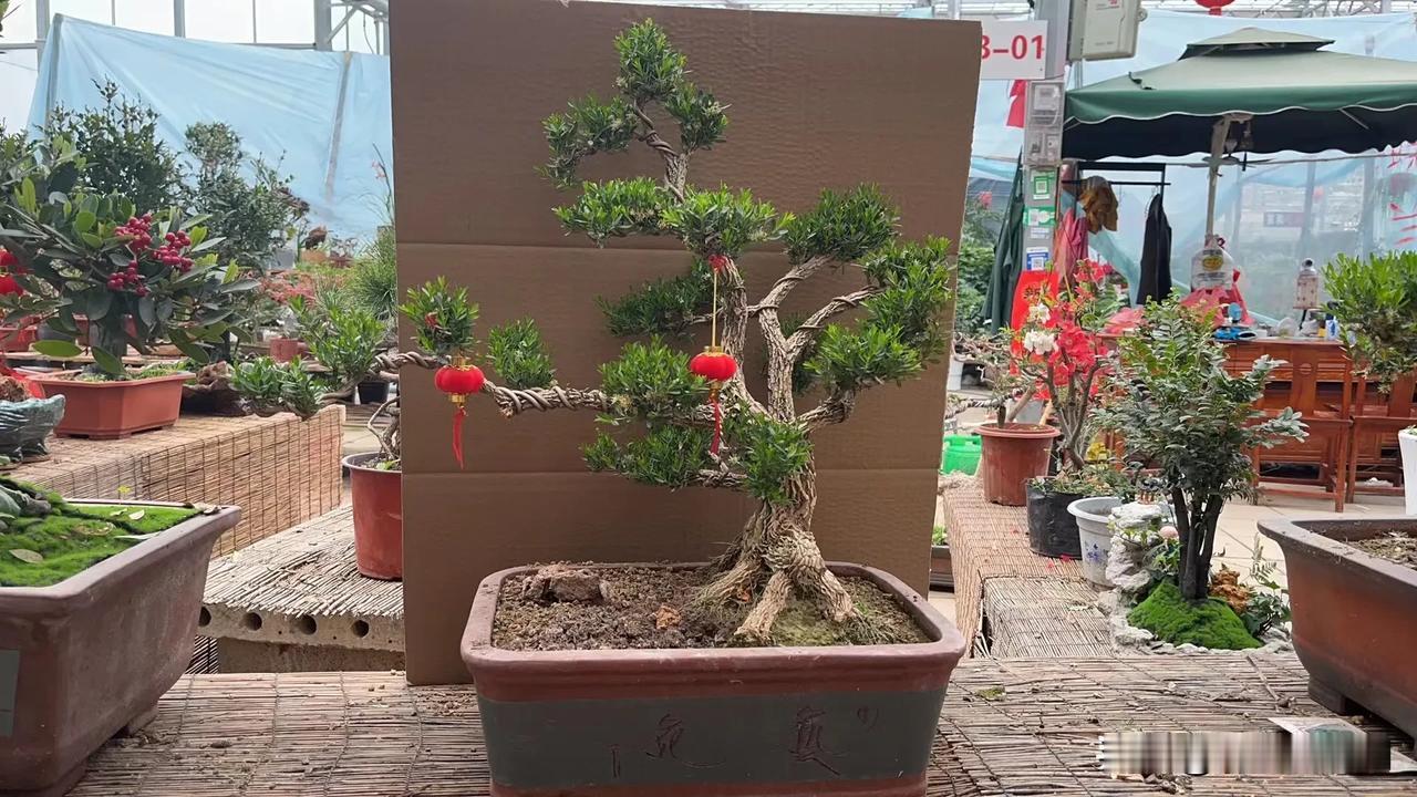 这种能算盆景吗