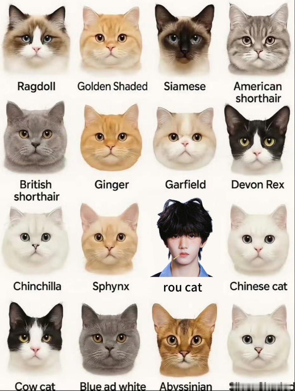 全球各地的猫…有一只简直萌哭啦 张函瑞 完全小猫