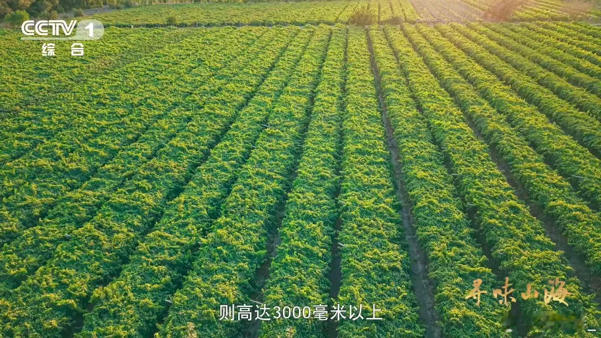 10颗葡萄干里9颗来自吐鲁番吐鲁番有500余种葡萄干 从新鲜葡萄到香甜葡萄干，吐