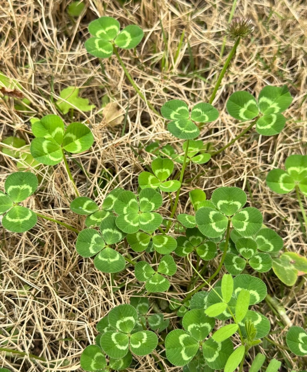 找到四片叶子的人会很幸运，希望平行世界的你能开开心心，2026好运❤️ 