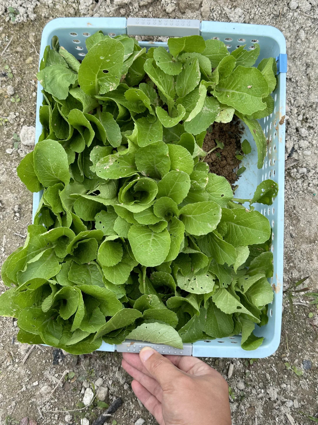 种点娃娃菜778