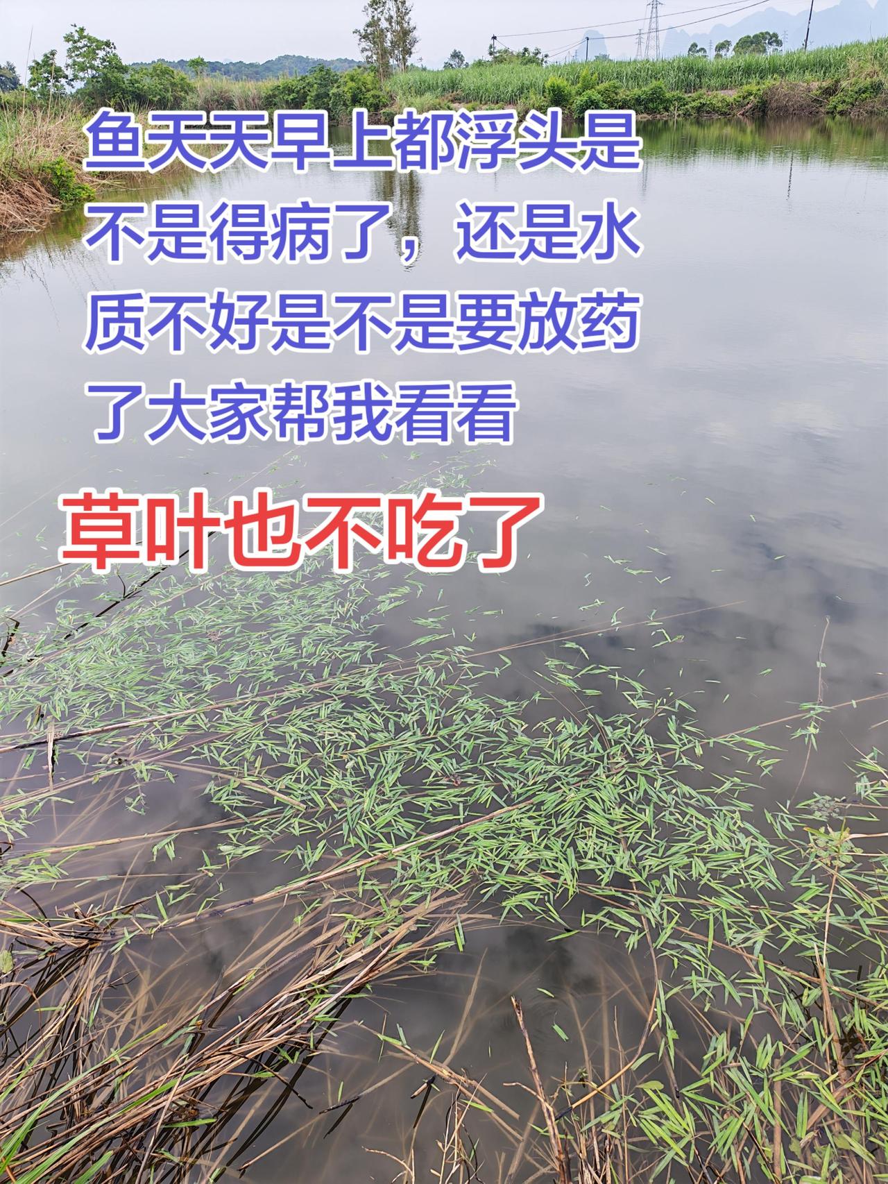 大家帮我看看这个情况怎么办养鱼日记 养鱼 生活 农村