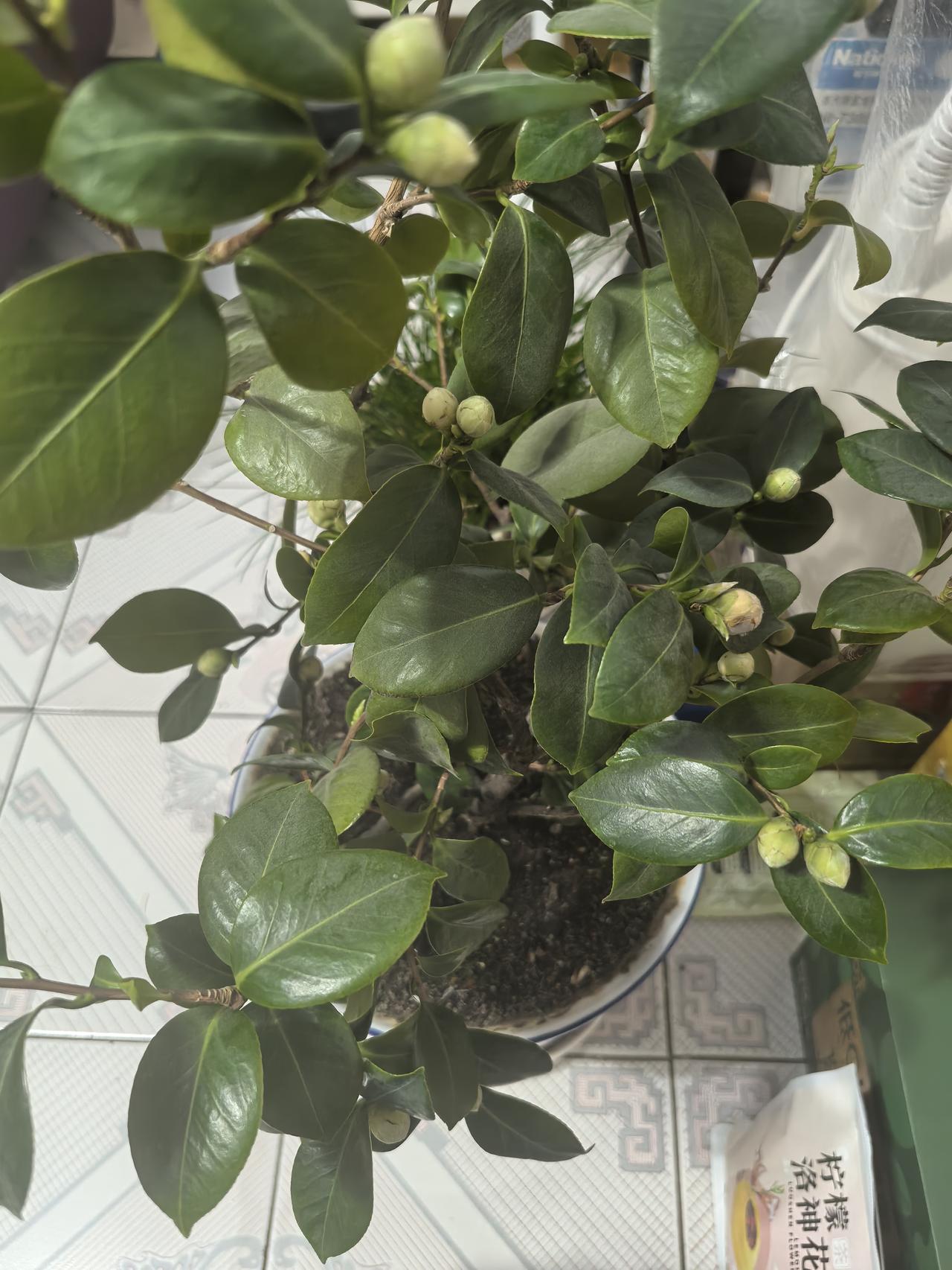 我爸因为髋关节翻修术，从上海飞黑龙江，回家感染了。我和老公陪同飞上海交通大学第九