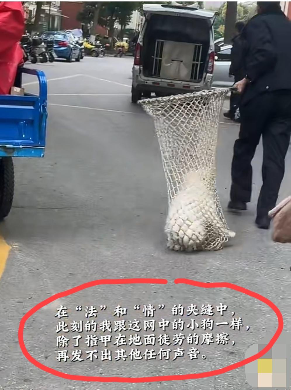 “打狗队”清理散养的宠物狗，路过的小姐姐看到心疼坏了。发视频吐槽:在“法”和“情